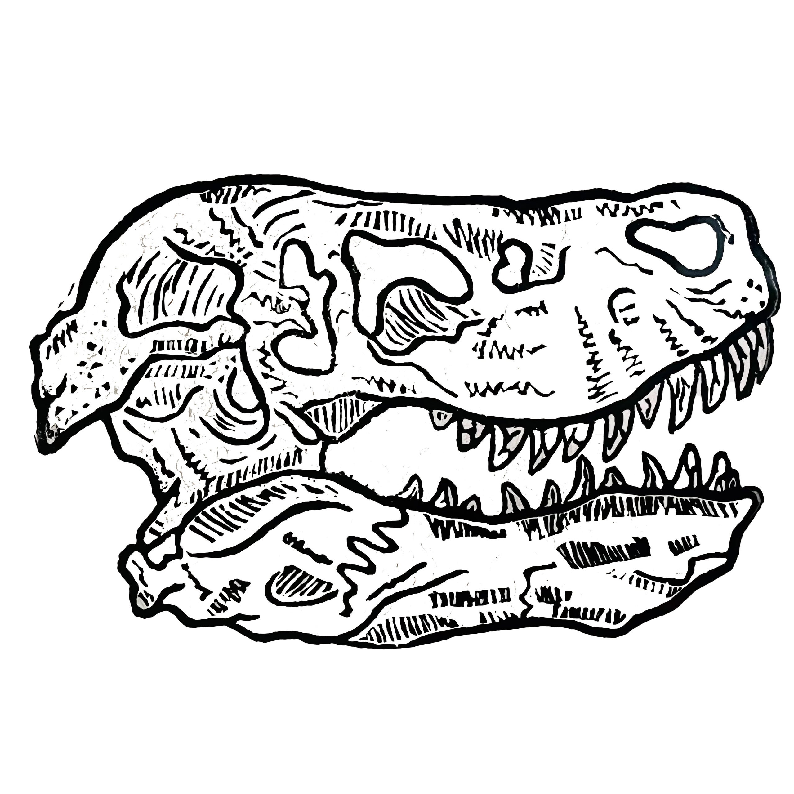 tyrannosaurus rex skull drawing